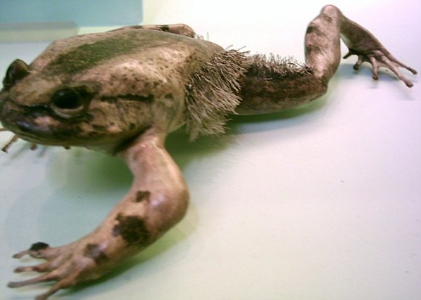 青蛙普遍上身体有一层黏滑的分泌物,脚蹼是连在一起的