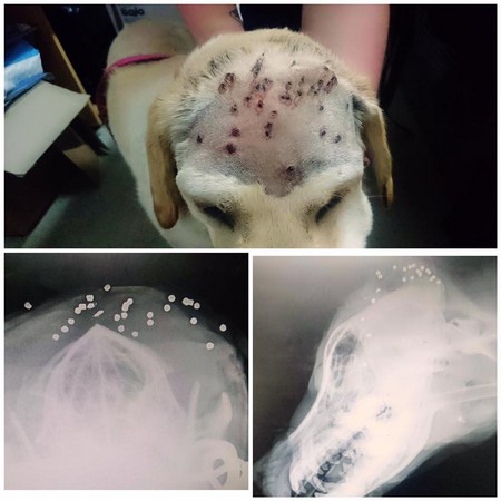 1歲拉布拉多犬挨槍 30個穿刺傷佈滿額頭