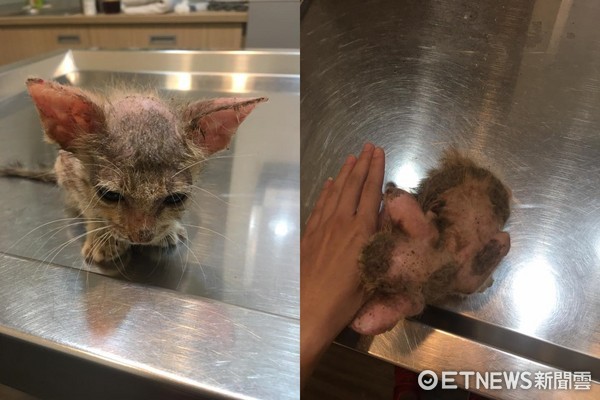 刚出生后腿全折断!「多比猫」差点被丢垃圾桶 兽医看到哭 | etnews车