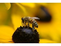 聖經上「流奶與蜜之地」是真的　7000年前人類就懂養蜂