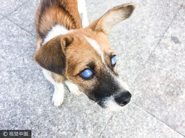 「蓝眼睛」流浪狗 它青光眼几近失明马路觅食恐被撞死