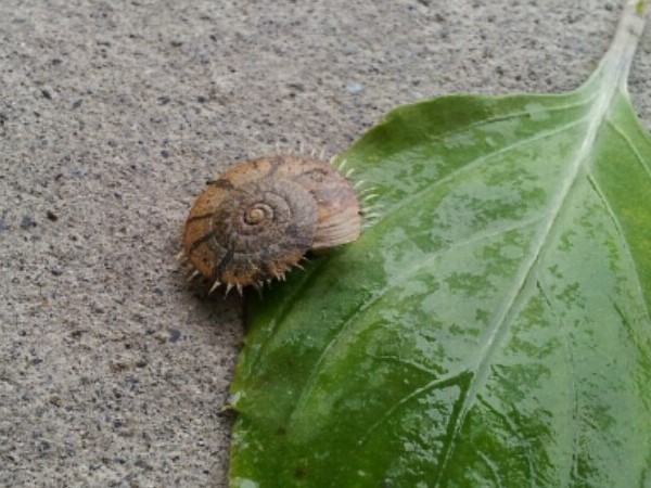 长毛的蜗牛! 花莲女警林芝芝发现神奇的台湾盾蜗牛