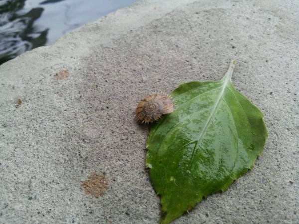 幾乎都在下雨,她一早在檢查哨門口就發現一隻長相特殊的蝸牛,外殼邊緣