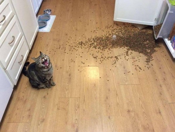 是它自己打翻的.喵星人高分贝大叫 饲料傻眼:关我屁事