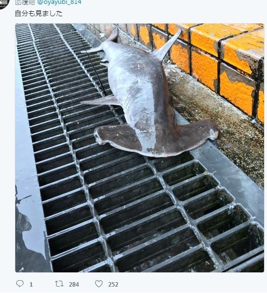 台风天后有只鲨鱼在水沟盖上.(图/翻摄自推特@oyayubi_814)