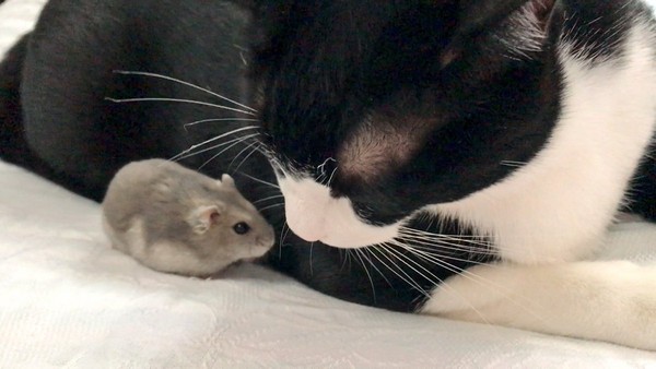 被仓鼠乱窜身上还趴嘴边肉 宾士猫睁大眼一动也不敢动