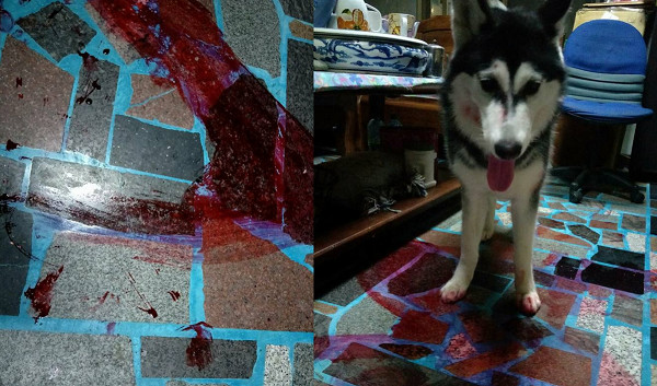 下楼惊见哈士奇满身伤 地板还有「一摊血」