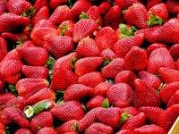 讓大湖草莓更甜更好吃！在地農「水旱輪作」轉作種薏苡