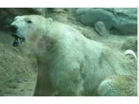 搶救北極熊大作戰  「亞諾姬」變身人工受孕「第一熊」