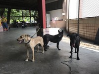 安南區驚傳3流浪犬遭毒殺　動保處請市民協助緝凶