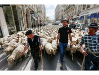 喉嚨被扯爛！法政府過度保護野狼　數千綿羊「上街抗議求生存」