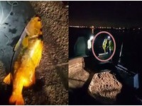 釣客放生超罕見「金色鱸魚」　水產教授推測：是黃化突變種