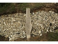 一夜數千條魚翻肚！巴拉圭驚現「死魚河」　密集到不見水