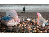 軟Q怪水母被「吹上」英國海灘　專家：被螫要先「拔刺」