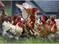 撲殺近4萬隻H5N2禽類「不能說」？防檢局：網上都有