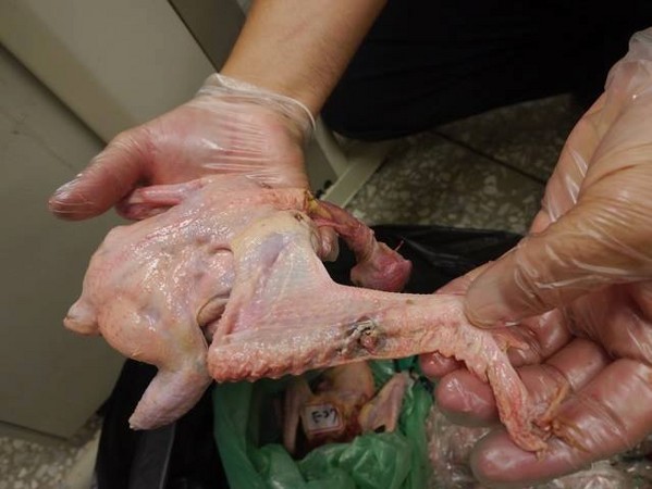 国庆鸟满州遭猎杀! 35只全被拔毛.40袋内脏放冷冻
