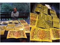 數萬隻蒼蠅亂飛！雞糞施肥…南庄神仙谷蟲蟲危機　民眾崩潰獵殺