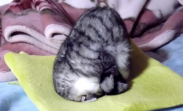 怪异睡姿 「瑜珈猫」头倒立也能呼呼大睡