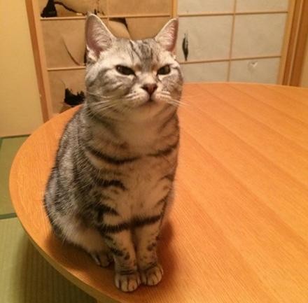 喵皇撞破纸门不认错 被骂还一脸理所当然,卖萌装没事