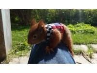 小松鼠被媽媽拋棄...暖大叔救援收養　還為牠製作手工毛衣
