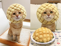 橘虎斑貓戴上「菠蘿麵包」頭套　瞬間變身呆萌大餅臉喵