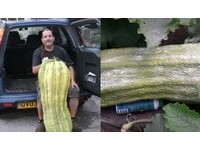 想種巨大蔬菜！「綠手指男」買硝酸鈣被懷疑要製造炸彈