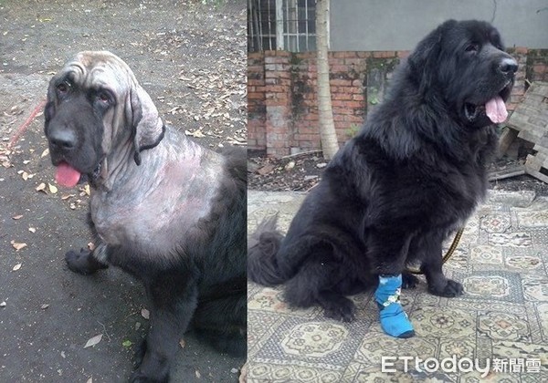 藏獒嘟嘟黑亮大衣被阿公剃成「裸体」 躲笼子自卑一周