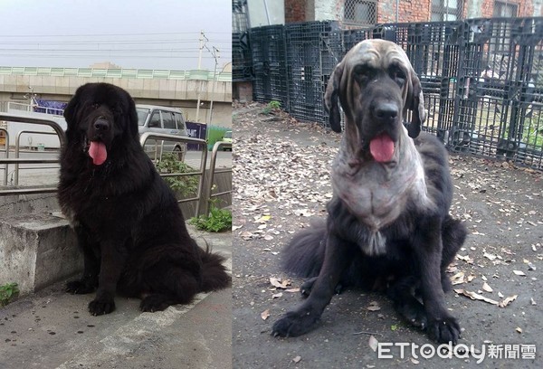 藏獒嘟嘟黑亮大衣被阿公剃成「裸体」 躲笼子自卑一周