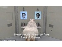 羊咩咩一點也不笨  判讀照片實驗  牠認得歐巴馬的臉！