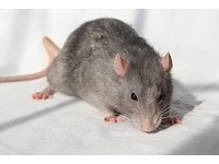 「迷你人腦」植入老鼠爆爭議：我是老鼠還是人？