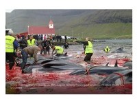 法羅群島屠殺600鯨豚　「長矛插頸、貫穿脊髓」遭狠批