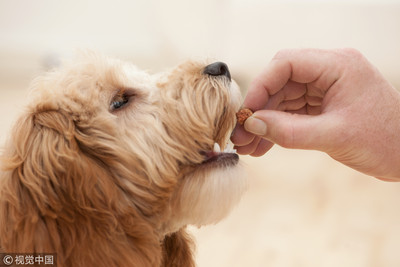 愛犬舔一口染細菌…爆敗血症截斷四肢　飼主仍說：我還是愛牠