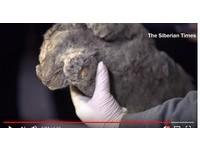 永凍層驚見5萬年小穴獅　屍體完好有望複製DNA「復活」