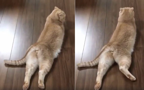 猫咪蹬腿表情包图片