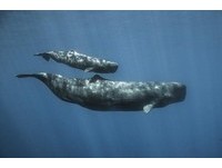 社交越複雜腦容量越大　鯨豚研究提供最新演化理論證據