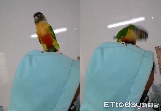 晃頭晃鳥寵物鳥資訊站 Omarw