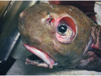 俄漁夫深探北極海　竟捕捉到「深海異形魚」眼睛超悲催！
