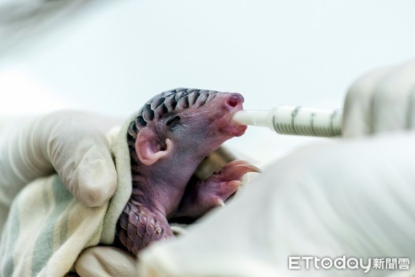 华人地区一直是穿山甲最大的消费市场,不论是中药对穿山甲鳞甲的需求