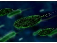 南非爆李斯特菌感染潮　今年有500多人感染、36人死亡