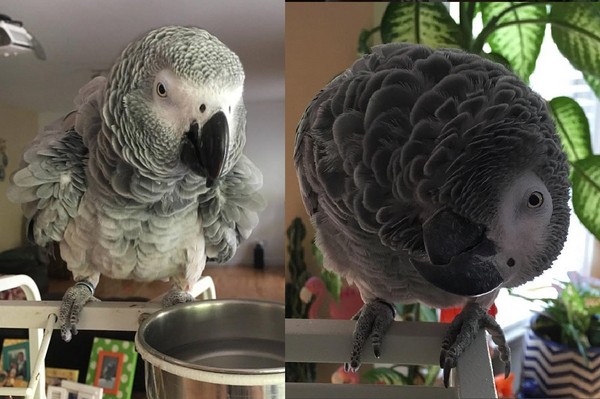 真鳥版垃圾鴿Birdy過世。(圖/翻攝自Instagram/birdy.african.grey.parrot)