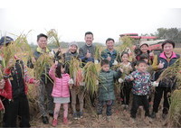 竹市南隘國小食農教育稻作收成　讓孩子體驗自然