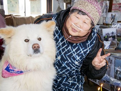 2歲秋田犬Chome成「見習站長」　一家三口助力觀光