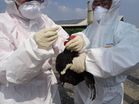 台南動保處啟動禽流感預警監測措施　早期發現即刻處置