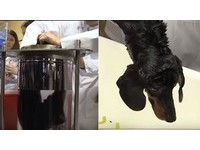 俄研發「液態呼吸術」！狗被塞進水裡活了下來...驚奇但網友罵翻