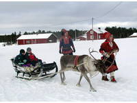 挪威薩米人只剩一成養馴鹿　耶誕老人故鄉暖化遊客暴增