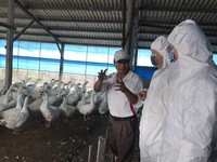 進入禽流感好發期　動保處呼籲強化各項防疫措施