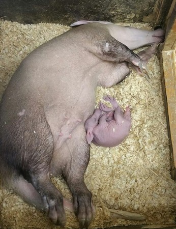 世界最丑宝宝「土豚」诞生 兔耳朵,猪鼻子其实挺可爱