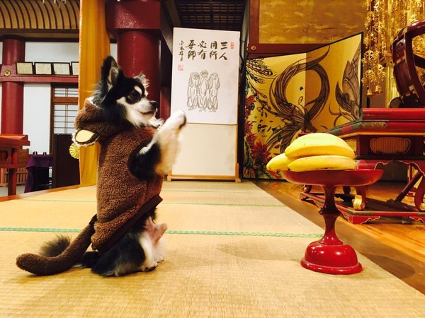 冲绳灵性「合掌犬」会拜佛 「僧狗」柯南狗年替香客祈福
