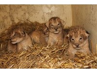 出售失敗！9小獅遭動物園殺害　「判死」原因：牠們是多餘的