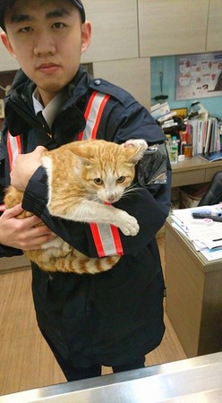 云林街猫遭疾驶车撞上倒地骨折 警火速送医自